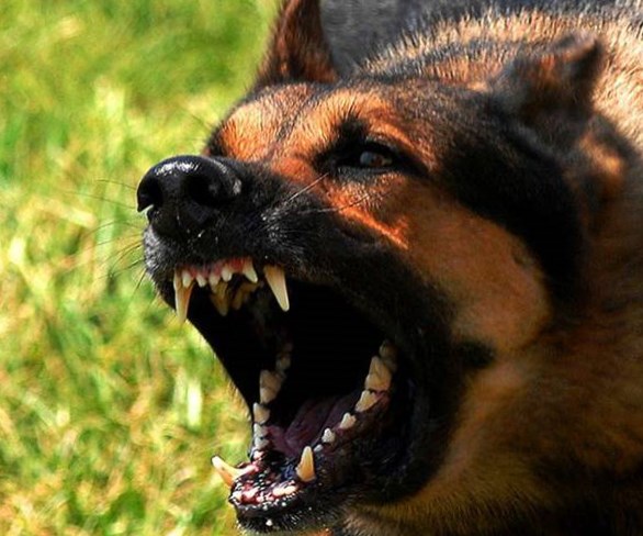 фото агрессивной бродячей собаки